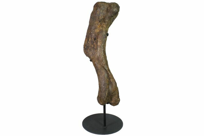 Hadrosaur (Edmontosaurus) Humerus - North Dakota #119602